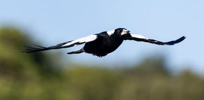 Magpies may not be a pesky Australian import – new research finds their ancestors thrived in NZ a long time ago
