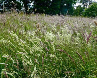 Country diary: Listen closely, as the breeze scrolls through June’s playlist