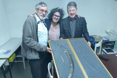 Archaeologists discover what could be world’s oldest boomerang in Europe