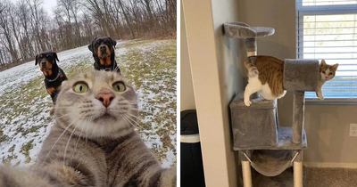 Cursed, Blessed, And Totally Unhinged: 26 Animal Pics To Scroll Through