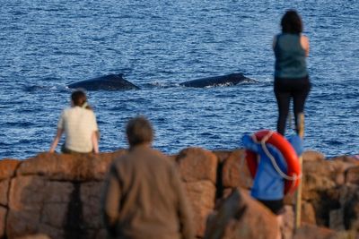 Thousands of whales join the ‘humpback highway’ along Australia’s coast