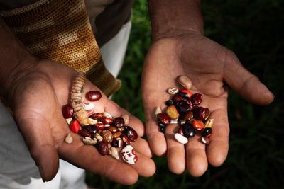 Ancient maize v agribusiness: why Colombia’s ‘seed guardians’ are fighting the use of GM crops