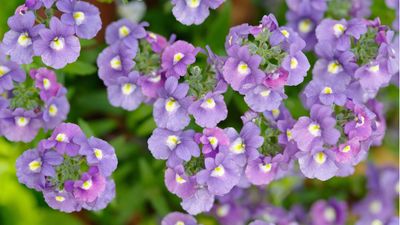 How to grow nemesia – for delicate yet profuse perennial blooms that last all summer long