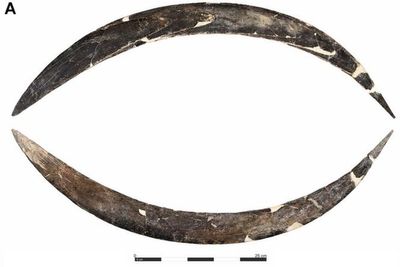 World’s oldest boomerang may have been found - but not in Australia