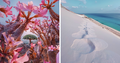 I Explored Socotra Island — A Place Unlike Anywhere Else (29 Pics)
