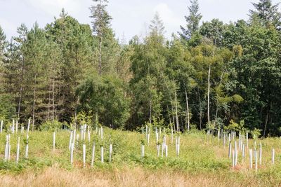 Tree planting hits 20-year high in England but drops in Scotland, figures show