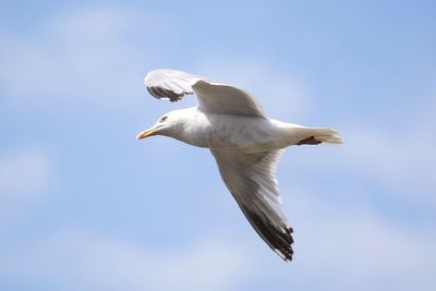 Calls for Scotland-wide seagull summit amid warnings someone could be killed
