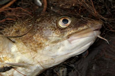 What over-fishing has done to the size of cod in just 30 years