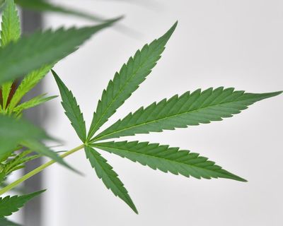 NSW politicians say cannabis decriminalisation inevitable after report points to unequal system