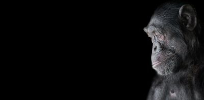 Why evolution can explain human testicle size but not our unique chins