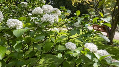 When and how to prune viburnum - 3 expert steps for healthy, attractive shrubs that put on glorious flowering displays