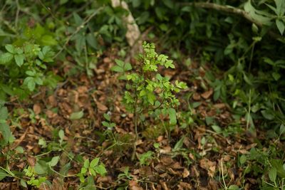 Hope for Britain’s ash trees as study finds resistance evolving to killer fungus