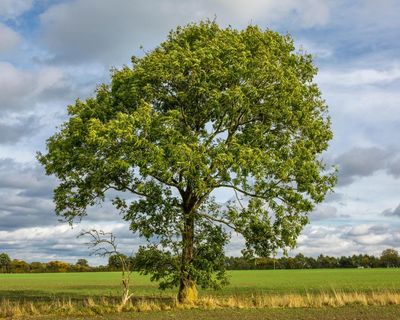 ‘New hope’: ash trees rapidly evolving resistance to dieback, study reveals