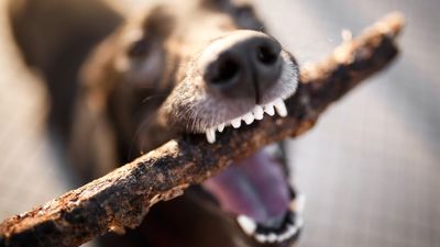 How to stop a dog from chewing on wood: Vet’s guide