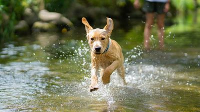 Vet warns dog owners to avoid lakes and ponds with heatwaves approaching