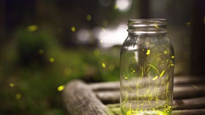How to attract fireflies to your yard – 4 ways to turn your garden into a magical, glittering wonderland after dark