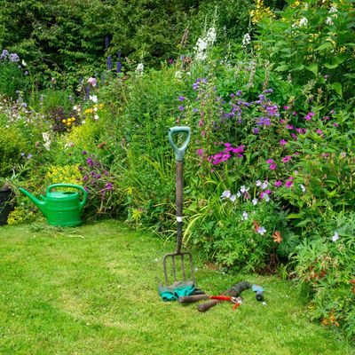 I'm a gardens editor and these are the plants I'd never grow again – don't make the same mistakes I made
