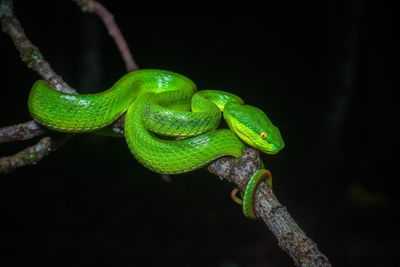 Seven deadly snakes in Thailand and how to spot them