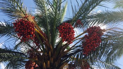 Growing a date palm tree for hundreds of pounds of fruit is simpler than you think – expert tips to plant and cultivate one successfully