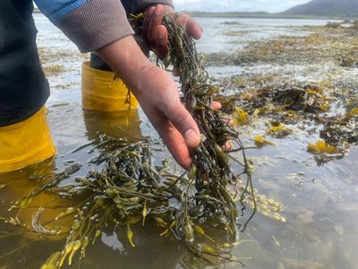 Country diary: The hard, heavy work of harvesting seaweed