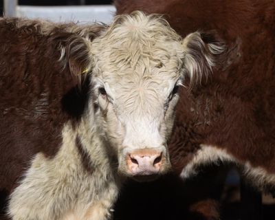 Australian man charged with cattle theft after $100,000 load of bull semen found