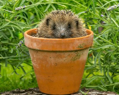 Beastly Britain by Karen R Jones review – how animals shaped British identity