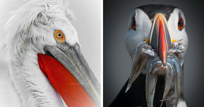 40 Fascinating Animal Portraits Captured By This Wildlife Photographer