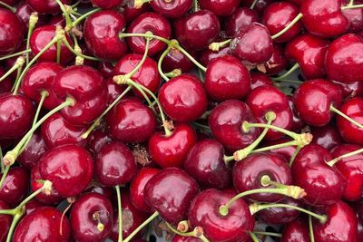 British cherries are about to be ‘bigger, sweeter, juicier’. Here’s why