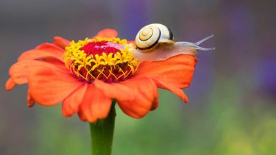 What’s eating my zinnias at night? A number of pests could be to blame – here's 4 ways to stop them immediately, according to the experts