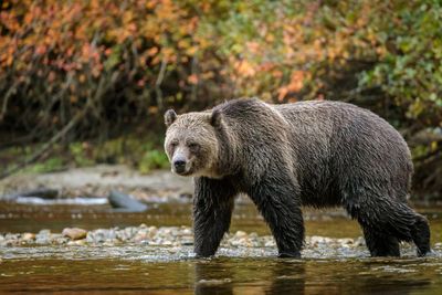 Grizzly with checkered past swims miles to Canadian island – and into hot water