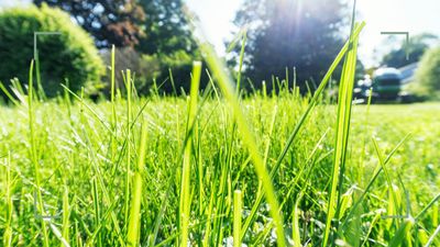 Should you cut grass in hot weather? Lawn experts share advice on mowing the lawn in the heat