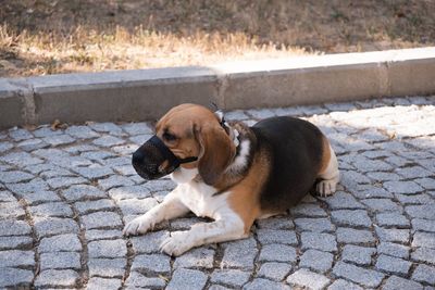 Pet Insurance: Is It a Lifesaving Investment or a Total Rip-Off?