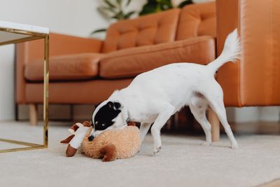 10 DIY Pet Toys Your Furry Friend Will Love (And Your Wallet Too)
