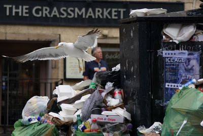 ‘Lives at risk’ due to aggressive seagull population