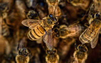 'Killer Bees' Detected in 13 U.S. States & Killing Multiple People