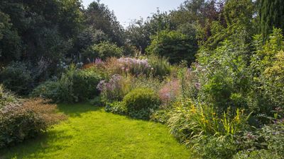 Best evergreens to stop weeds – 5 expert-approved shrubs to keep problem plants out of your yard