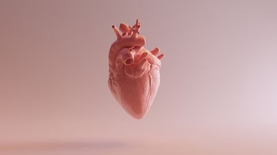 The human heart: Facts about the body's hardest-working muscle