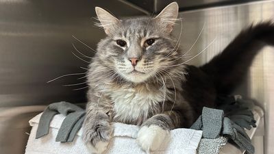 Older cat adopted and returned back to shelter after being ‘too needy’ finds forever home
