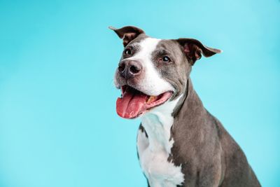 These 10 Breeds May Turn Aggressive Toward Owners