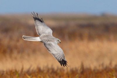Record number of rare hen harriers killed or missing in the past five years, RSPB warns