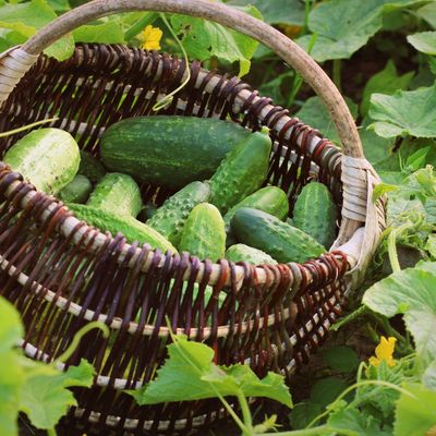 3 signs that your cucumbers are ready to pick – if you harvest too early, you can ruin this fresh summer treat