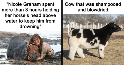 50 Adorable Animal Memes That Might Just Turn Your Day Around