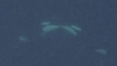 Orcas filmed making out in the wild for first time