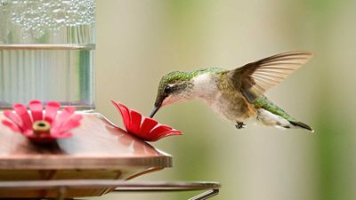 My hummingbird feeder has black mold – what do I do? Experts share simple fixes, plus how to prevent it from happening again