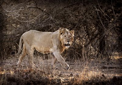 India’s lion numbers soar: Why are some conservationists worried?