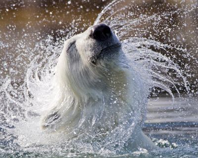 Which archipelago is home to Norway’s polar bears? The Saturday quiz