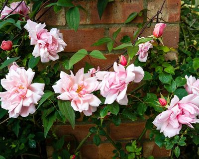 Rose plants to records: wedding gift ideas that won’t break the bank