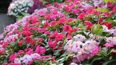 How to deadhead impatiens – for full-throttle flower power all summer long