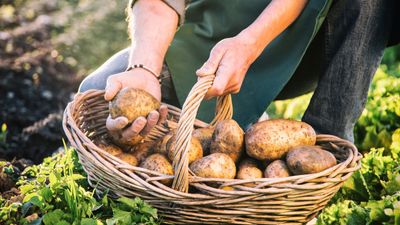 How to grow potatoes vertically – for tasty tubers in tiny garden spaces, try growing them in a tower