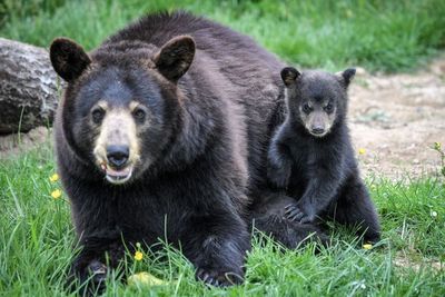 California home abandoned by despairing victim of repeat burglaries was taken over by bears, police say